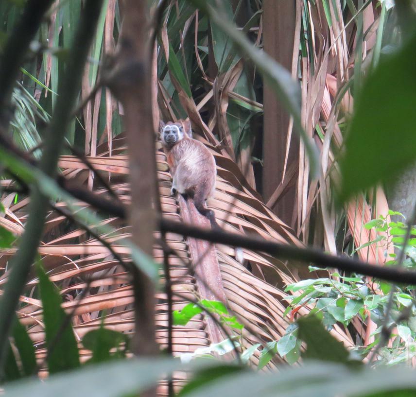 Silvery brown tamarin.