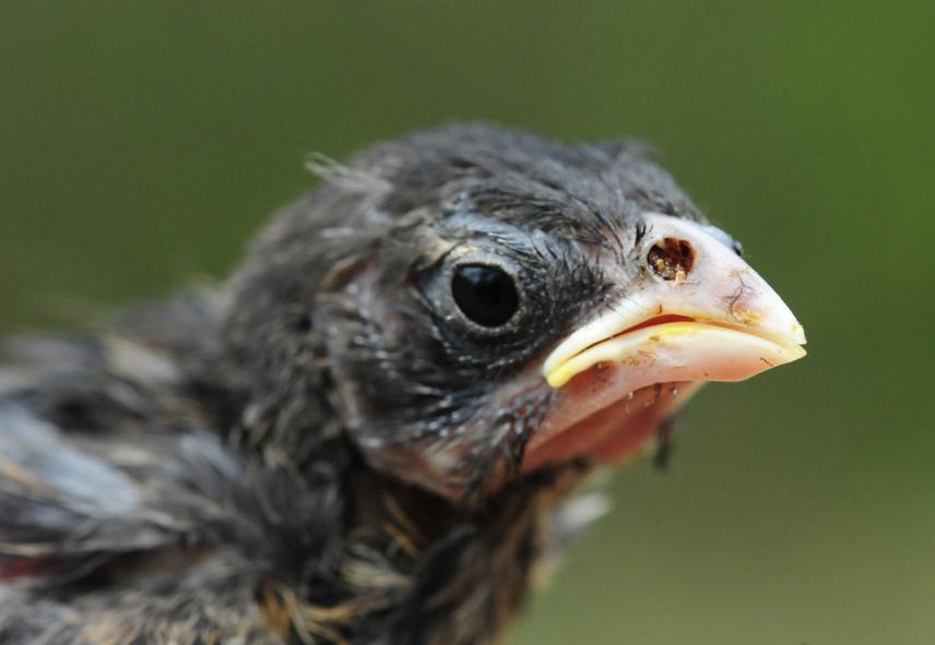 Fledgling with Philornis larvae in naris. ©K. Peters.