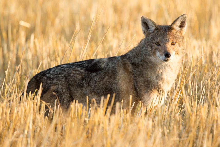African wolf, Bale Mountains. © Hakan Pohlstrand