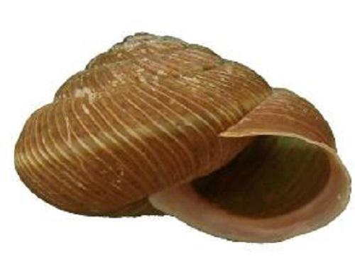 Oscarboettgeria euages (Point s9).