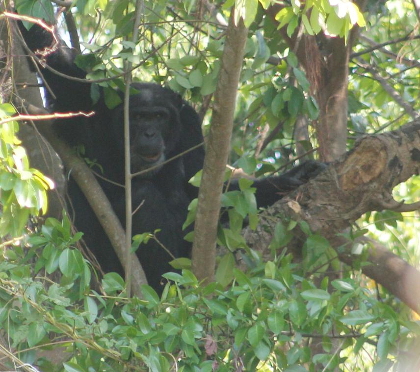 Savanna chimpanzee. © Sood Ndimuligo