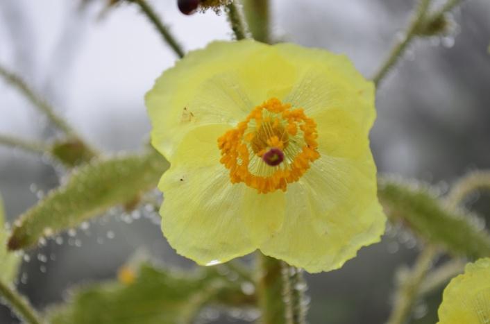 Meconopsis paniculata