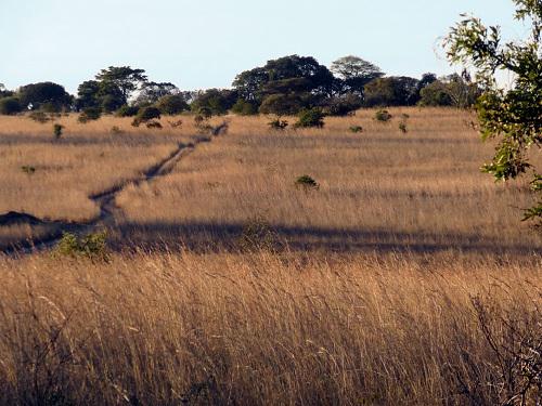 Debshan grassland.