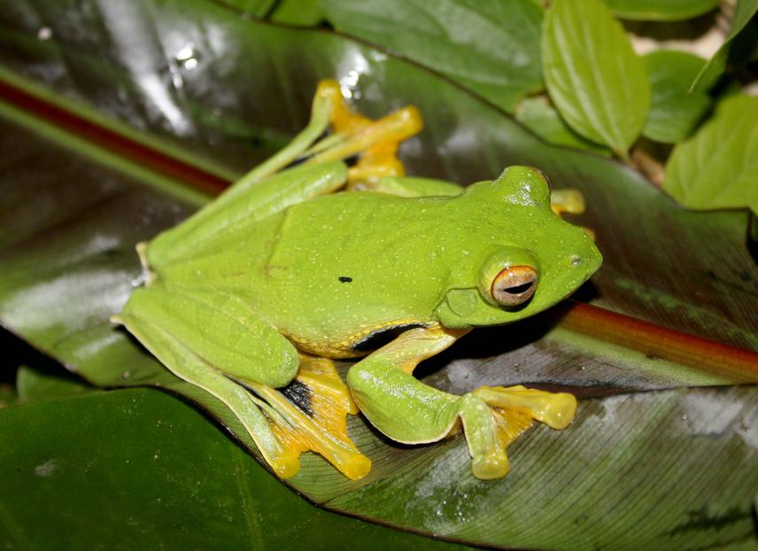 Rhacophorus kio.