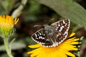 Pyrgus cinarae, a new species for Serbia.