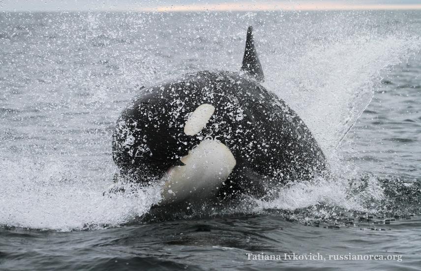 Orca female with a salmon near Paramushir Island. © Tatiana Ivkovich, russianorca.org