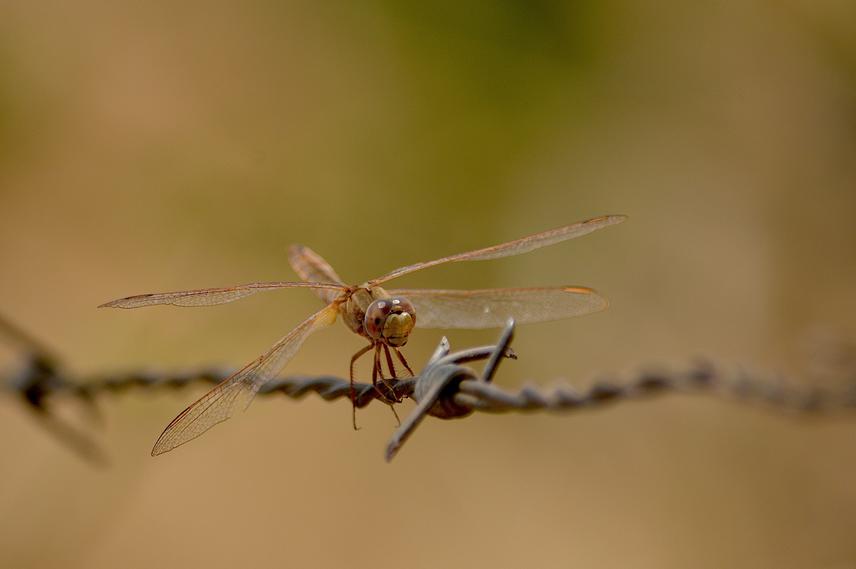 Globe Skimmer Dragonly (Pantala flavescens) at Sawaiti Swamp April 2015.