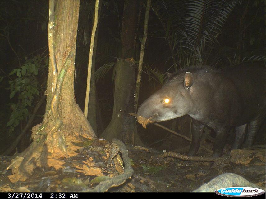 Tapir (Tapirus terrestris) at salt lick. © PROMUF-IPi.
