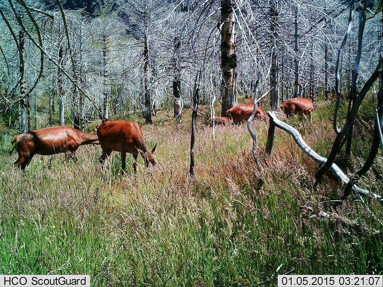 Red deer using burnt site.