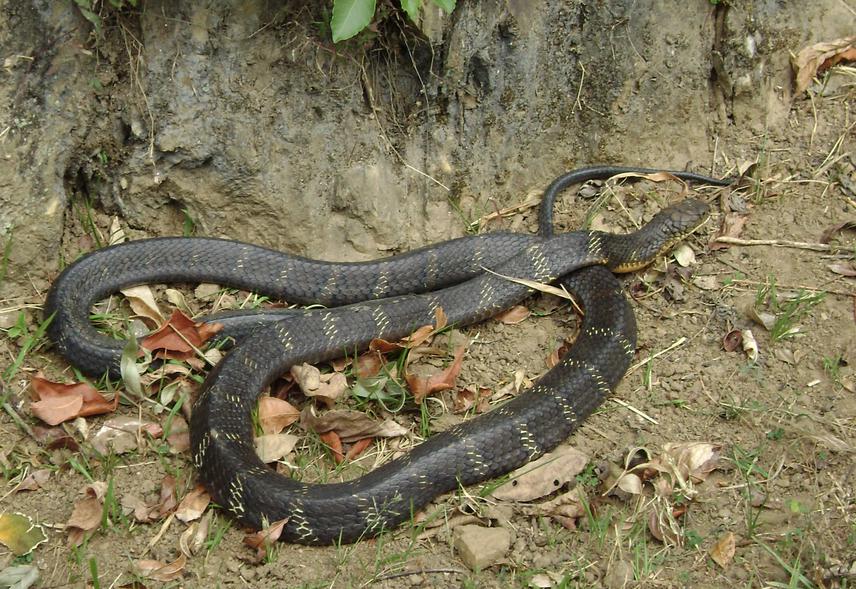 King cobra