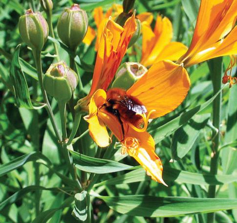 The native bumble bee Bombus dahlbomii.