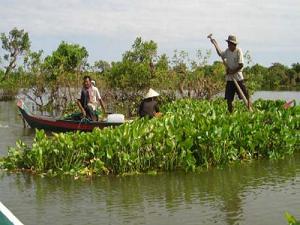Community removing Water Hyacinth at ToleSap.