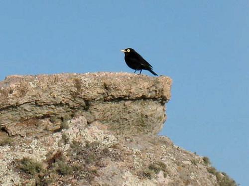 Hymenops perspicillatus.