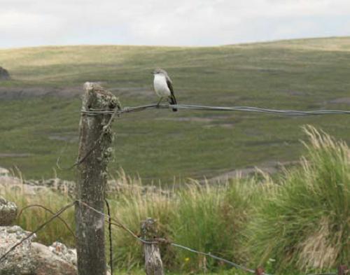Muscisaxicola rufivertex achalensis (subspecies endemic of the region).