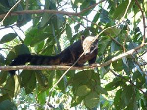 Coati.