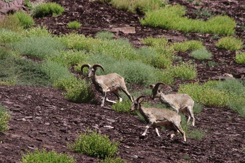 A herd of blue sheep moving across a slope.