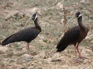 White-shouldered Ibis at a seasonal pool.