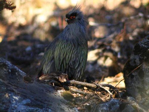 Blood Pheasant, Sacred grove provided good habitat to many birds.
