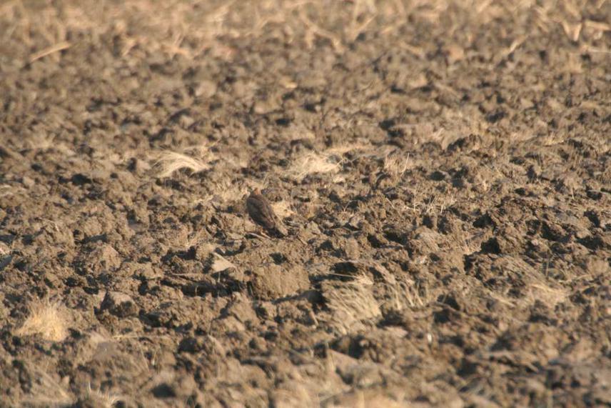 Pre-roost Site, ICRISAT, Andhra Pradesh. © Ashok Verma.