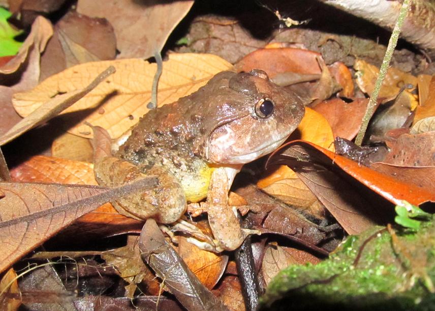 Lymnonectes gyldenstolpei.