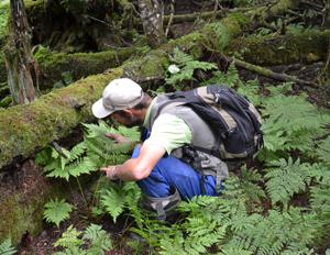 Yurij Kopylov-Guskov determinating ferns. © D. Zakharchenko.