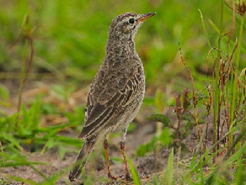 Malindi Pipit. ©Rainbirder and Steve Garvie.