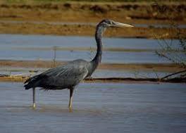 Ardea humbloti.