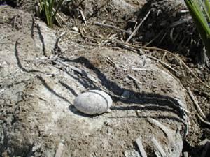 Old egg on flamingo's nests.