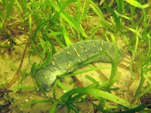 Sea cucumber in Palk Bay.