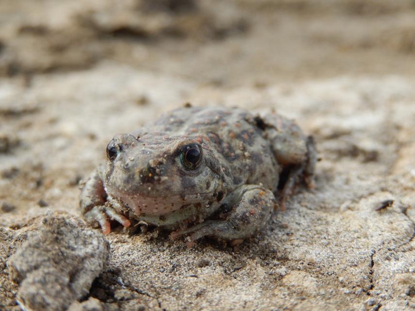 Adult individuals detected at the pond of the Gump and Blue Lagoon respectively.