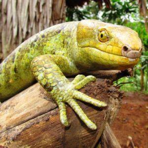 Corucia zebrata, Solomon Islands Skink.