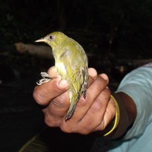 Zosterops stresemanni, Malaita White Eye.