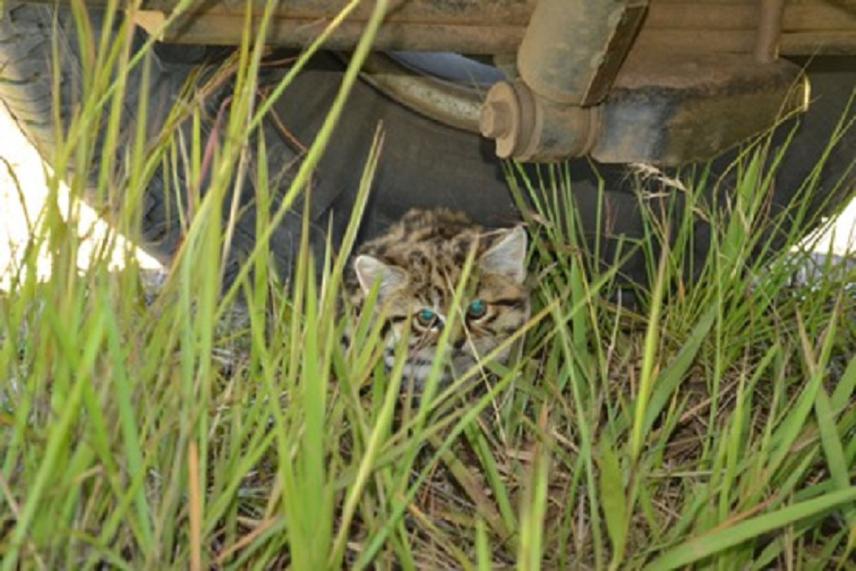 Some records are of juvenile black-footed cats when they start wandering further from the den (BFCWG).