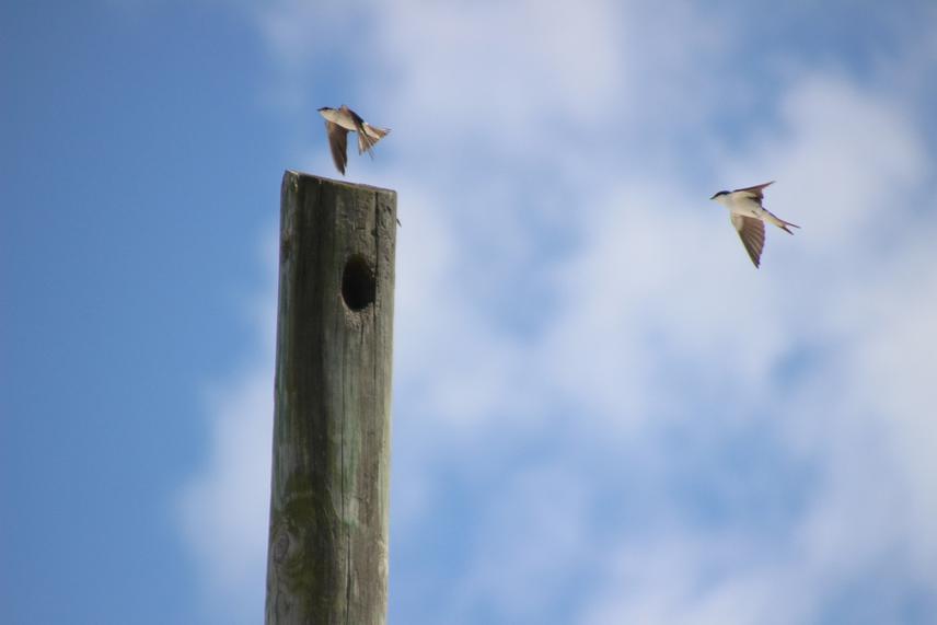 Pair flying over nesting cavity.