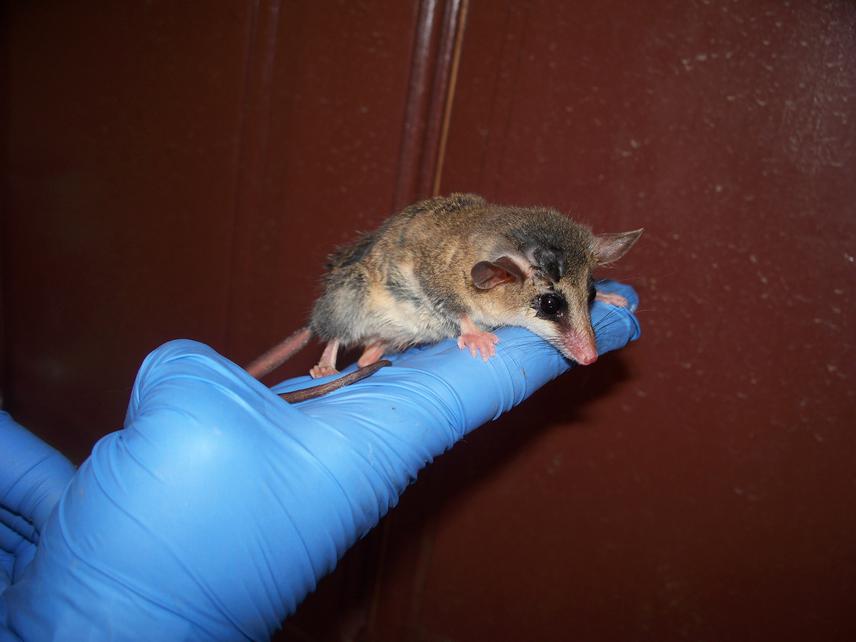 Small Mammal - Opossum.