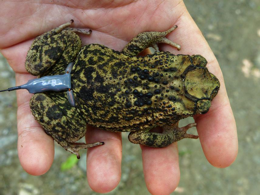 RT Female P guentheri.