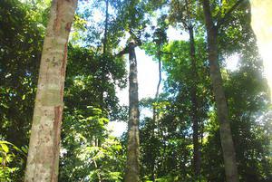 Natural forest in the study area.