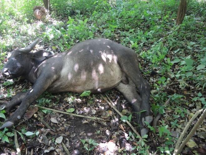 Unidentified buffalo killed by poachers in the Didessa River valley on April 19, 2014 while this researcher was in the same vicinity in the forest.
