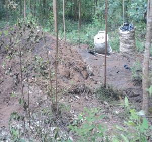Charcoal kiln at Mulooni forest.