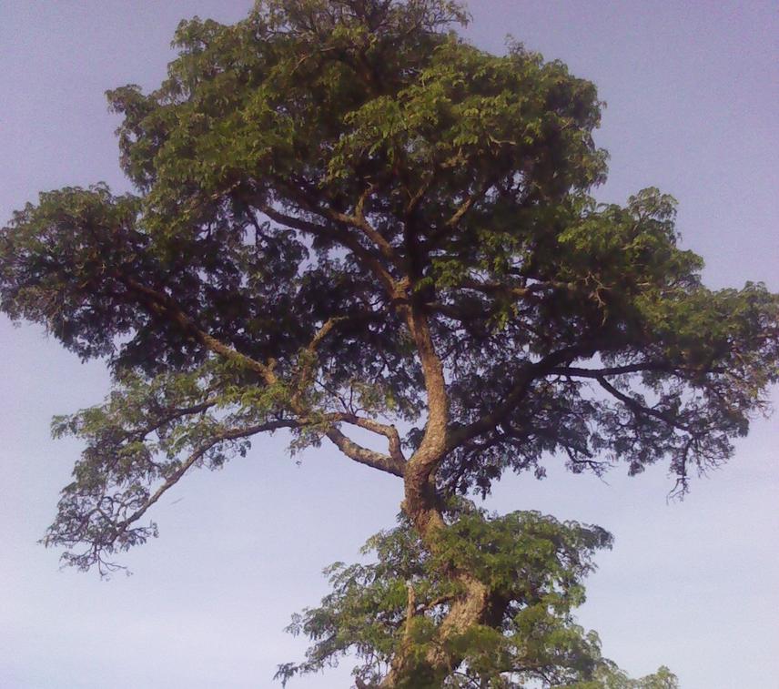 Albizia coriaria Welw. ex Oliv. (Mugavu)