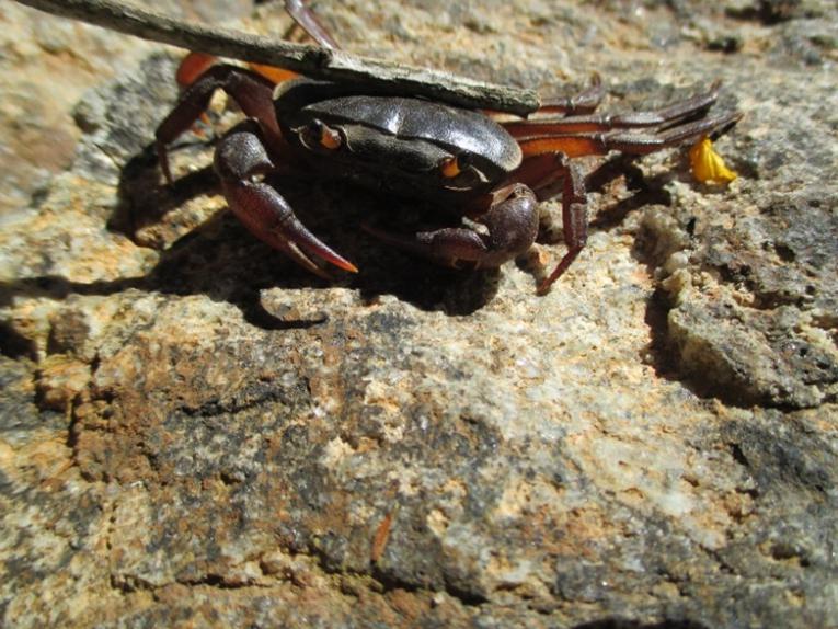 Close up view of the crab species Potamonautes obesus