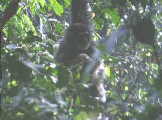 A member of isolated javan-gibbon family.