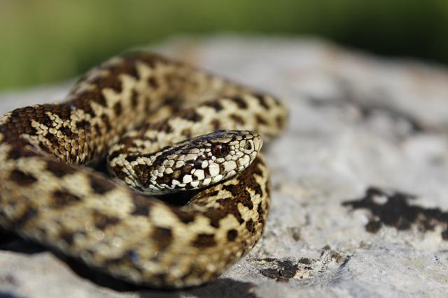 Female karst viper.