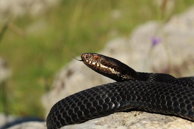 Melanistic (black) adder.