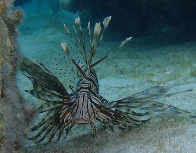 Lionfish.