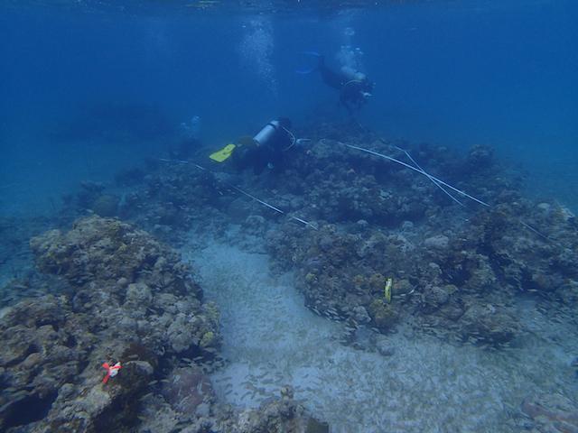 Transect Divers.