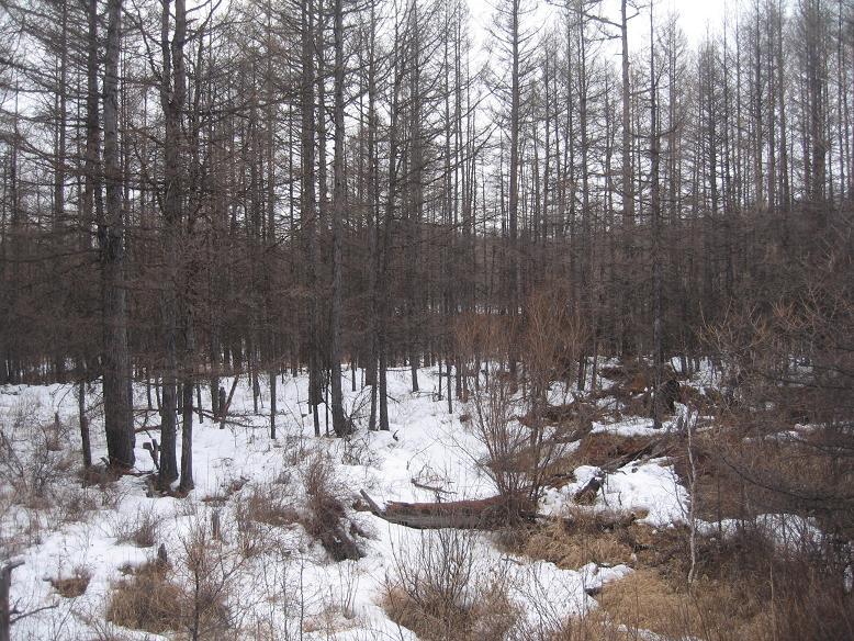Winter habitat.