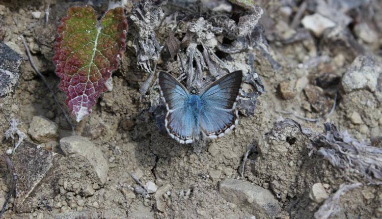 Polyommatus coridon.