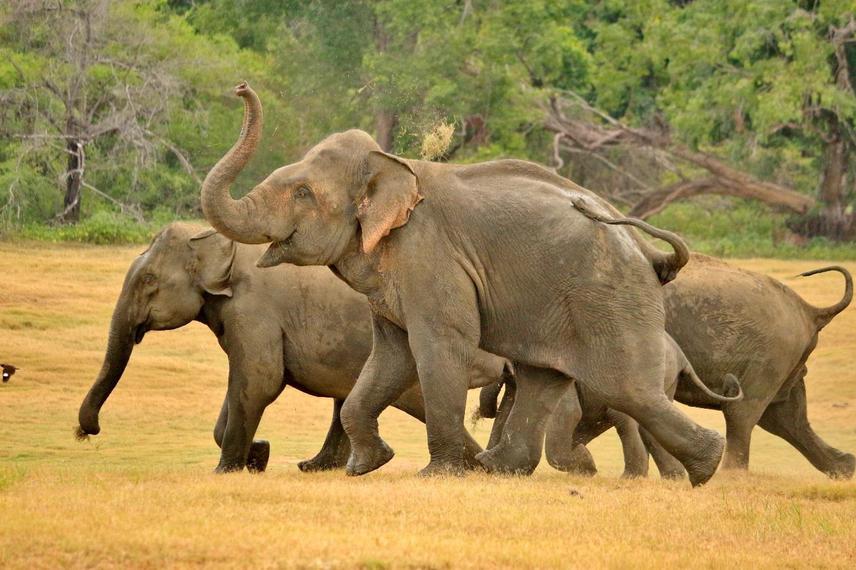Elephants fleeing from the clearing towards forest at Weheragala Tank © Kylie M. Butler.