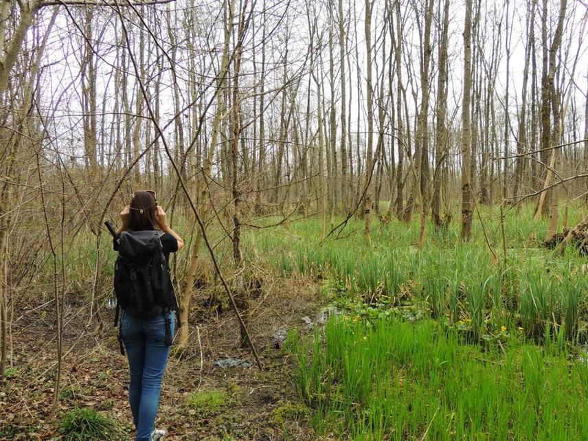 Using hearing method for searching of common spadefoot toad.